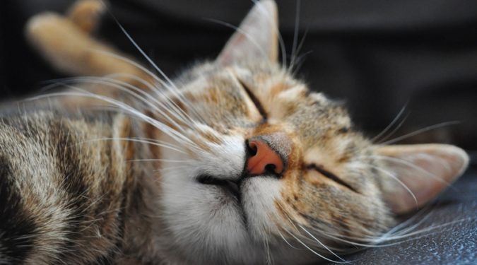 Почему кошки любят спать на нас