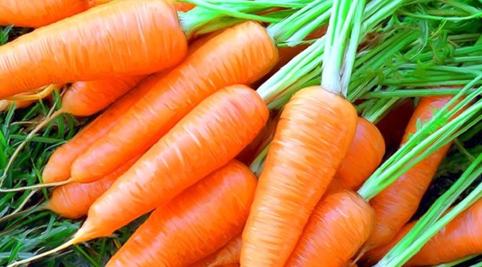 Целебные свойства моркови