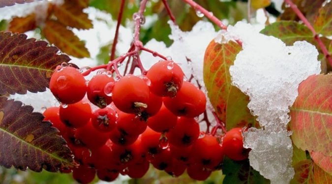 Целебные дары природы осенние ягоды