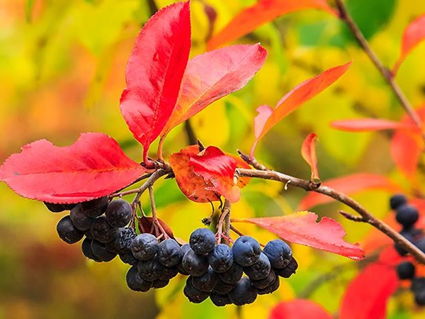 Осенние ягоды для иммунитета и сердца